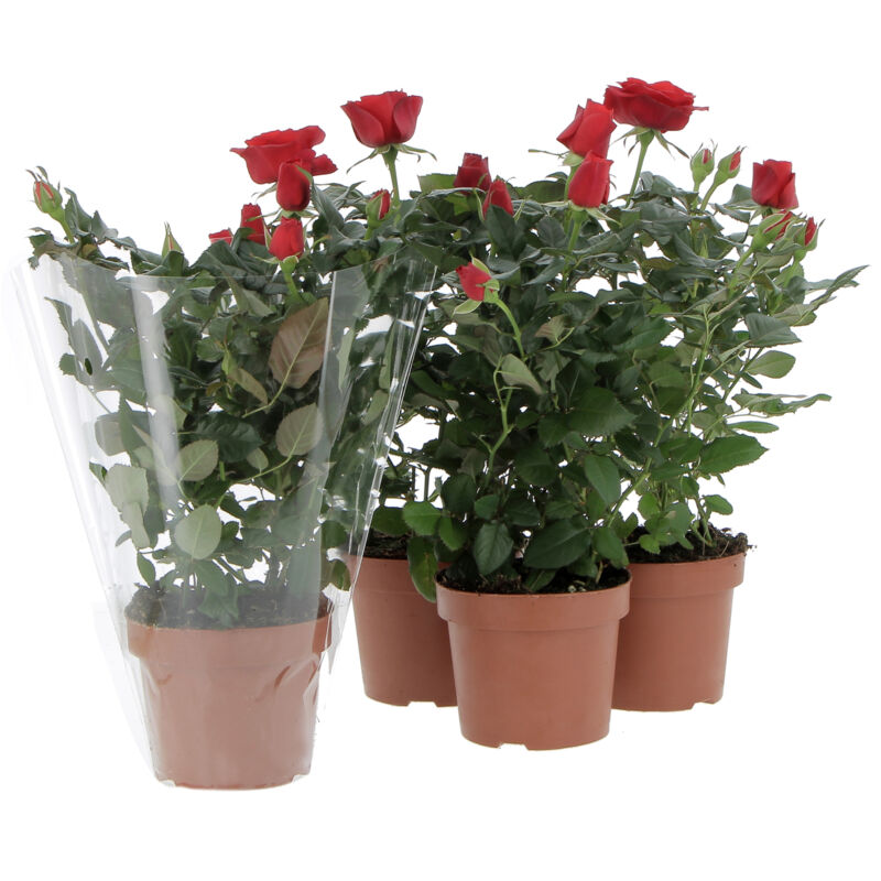 foto del prodotto kentis kit 4 piante di rose rosse piante vere da esterno fiorite pianta da balcone giardino terrazzo ornamentali sempreverde vaso 12 cm