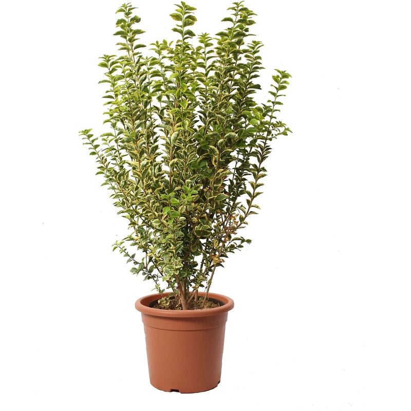 foto del prodotto kentis ligustrum japonicum ovalifolium aurea ligustro piante da esterno vere h 80 100 cm vaso 24 cm