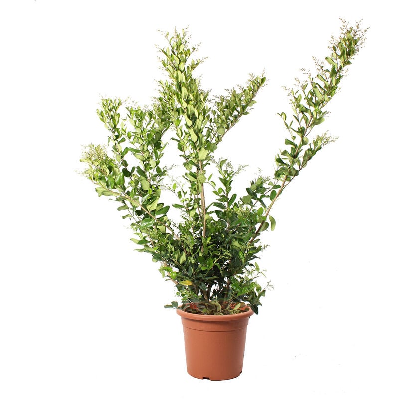 foto del prodotto kentis ligustrum texanum piante vere da esterno sempreverdi pianta ornamentale da giardino h 125 150 cm vaso 30 cm