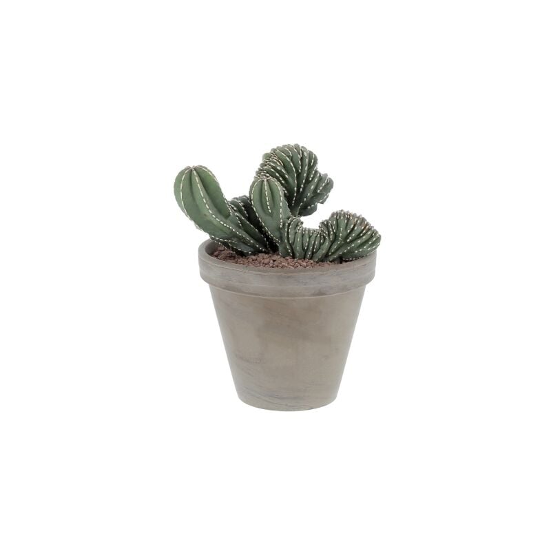 foto del prodotto kentis marginatocereus crestato cactus raro pianta grassa h 30 45 cm vaso in terracotta 18 cm