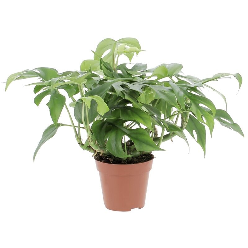 foto del prodotto kentis monstera minima piante rampicanti vere da interni altezza 25 30 cm vaso 12 cm