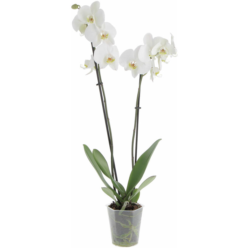 foto del prodotto kentis orchidea phalaenopsis bianca piante vere fiorite da interno h 60 70 cm vaso 12 cm