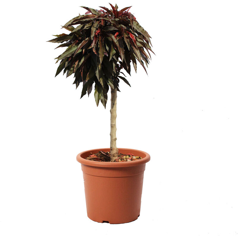 foto del prodotto kentis pesco nano crimson bonfire prunus persica pianta da frutto vaso 24 cm