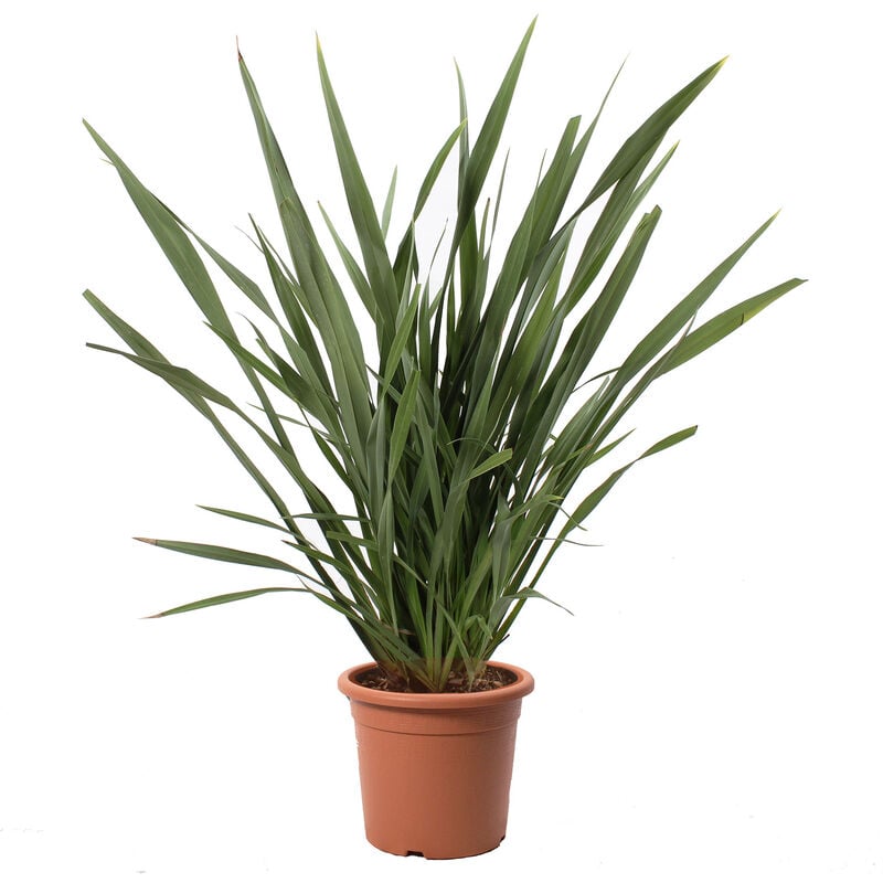 foto del prodotto kentis phormium tenax pianta ornamentale vera da esterno h 125 150 cm vaso 30 cm