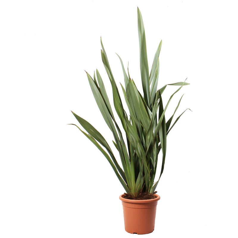 foto del prodotto kentis phormium tenax pianta ornamentale vera da esterno h 80 100 cm vaso 24 cm