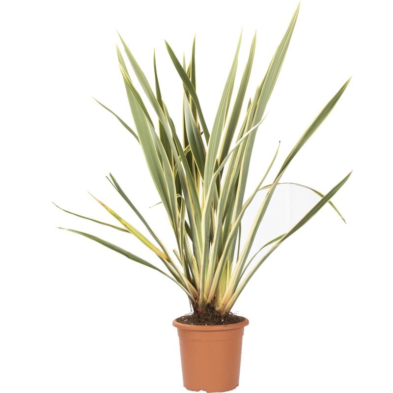 foto del prodotto kentis phormium tenax variegatum piante da esterno h 80 100 cm vaso 24 cm