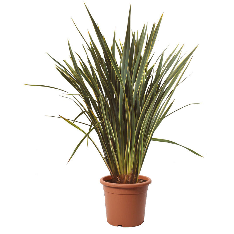 foto del prodotto kentis phormium tenax variegatum piante da esterno sempreverdi h 125 150 cm vaso 30 cm
