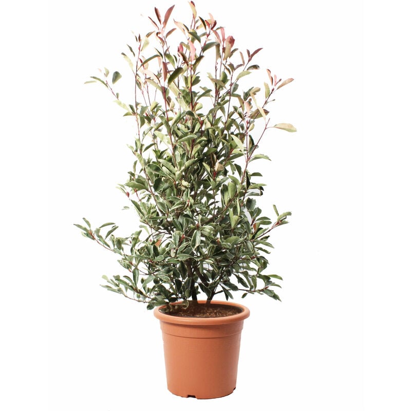 foto del prodotto kentis - photinia fraseri 'pink marble' - pianta di fotinia - pianta da siepe da giardino - h 125-150 cm vaso 30 cm