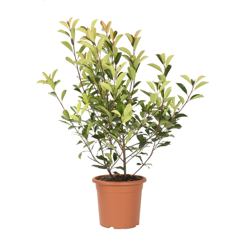 foto del prodotto kentis photinia fraseri red robin piante vere da siepe h 100 125 cm vaso 24 cm