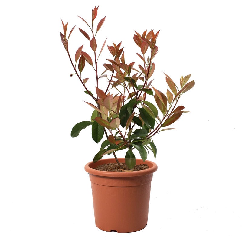 foto del prodotto kentis photinia fraseri red robin piante vere da siepe h 40 50 cm vaso 18 cm