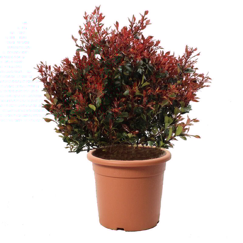 foto del prodotto kentis photinia little red robin pianta di fotinia nana piante vere da esterno h 70 80 cm vaso 30 cm