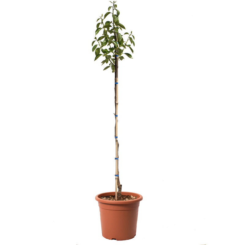 foto del prodotto kentis pianta caco mela hana fuyu alberello di cachi piante dvere da frutto vaso 24 cm