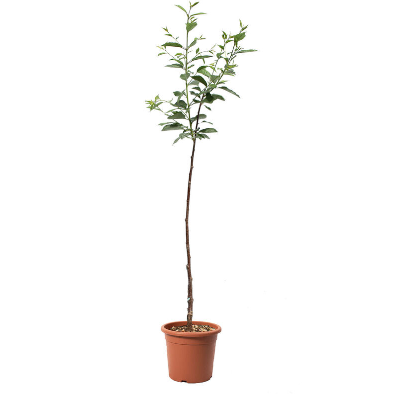 foto del prodotto kentis pianta di amarena albero da frutto in vaso amareno ciliegia vaso 24 cm