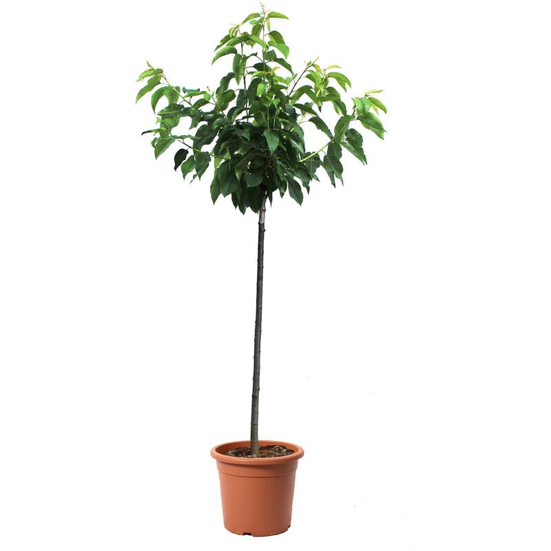 foto del prodotto kentis pianta di ciliegio prunus avium alberello da frutto ciliegia vaso 28 cm