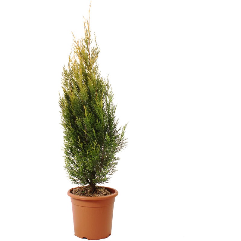 foto del prodotto kentis pianta di cipresso cupressocyparis leylandii pyramidalis aurea piante vere da esterno h 100 120 cm vaso 24 cm