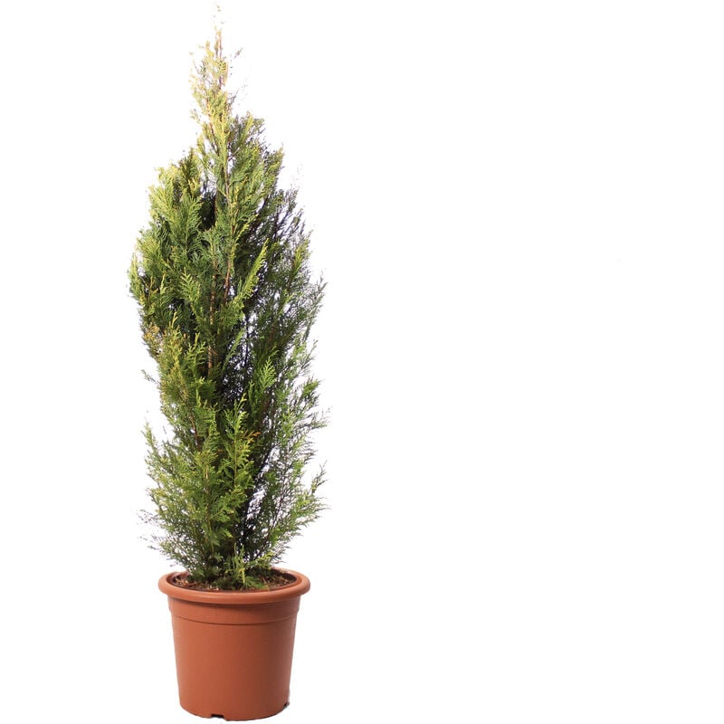 foto del prodotto kentis pianta di cipresso cupressocyparis leylandii pyramidalis aurea piante vere da esterno h 150 175 cm vaso 30 cm
