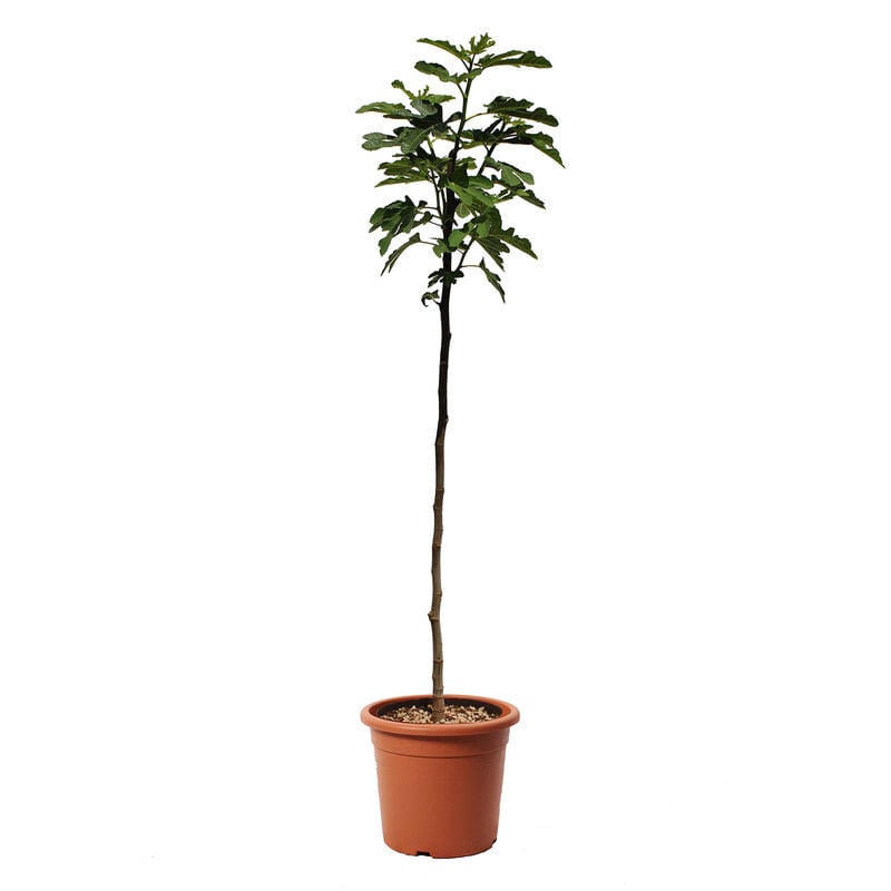 foto del prodotto kentis pianta di fico ficus carica alberello da frutto vaso 24 cm