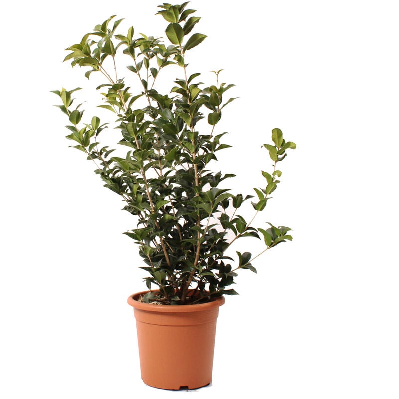 foto del prodotto kentis pianta di osmanto osmanthus aquifolium piante vere da esterno pianta da giardino perenne h 80 100 vaso 24 cm