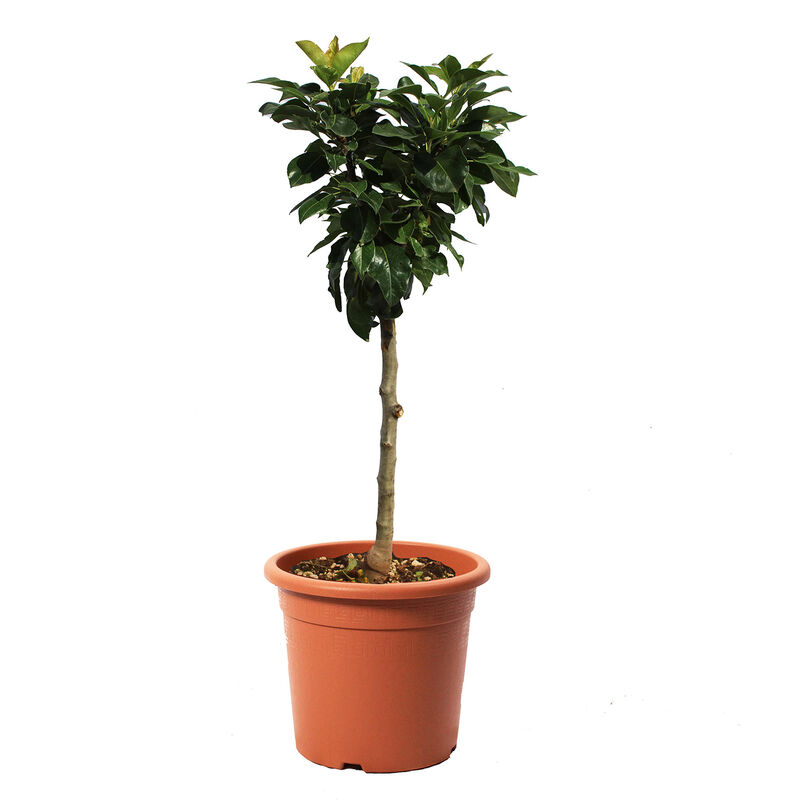 foto del prodotto kentis pianta di pero nano pyrus communis alberello da frutto vaso 24 cm