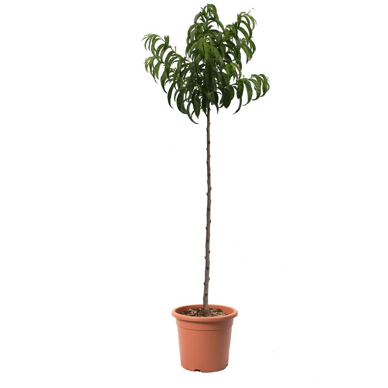 foto del prodotto kentis pianta di pesco piatto a pasta bianca prunus persica albero da frutto vaso 24 cm