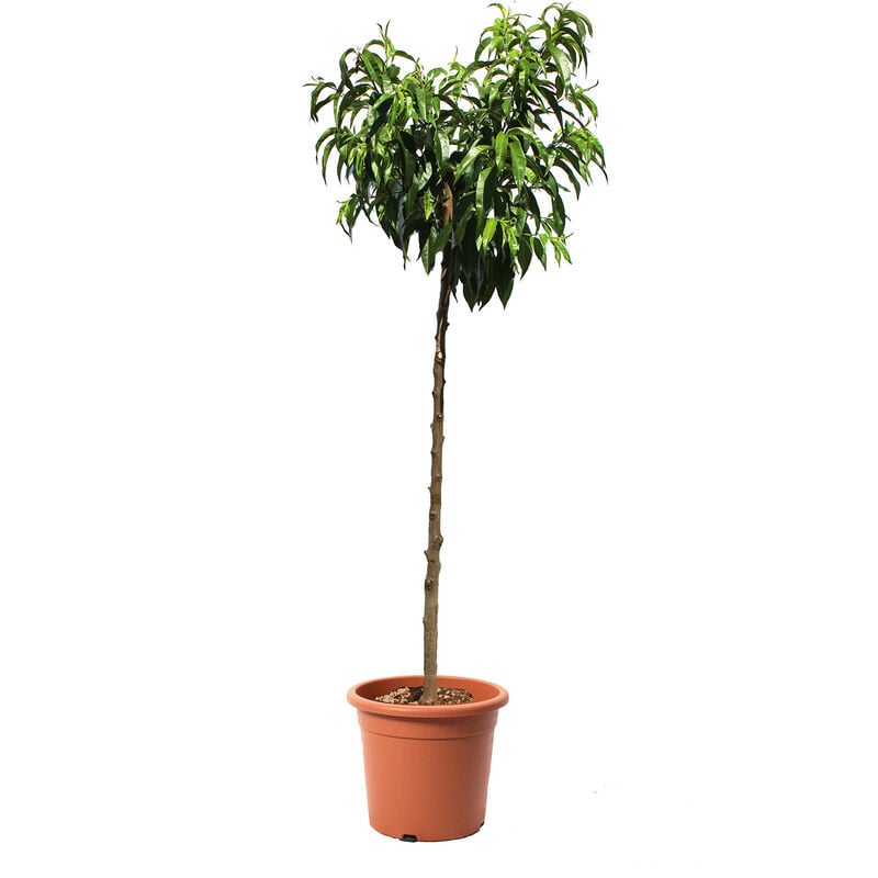 foto del prodotto kentis pianta di pesco prunus persica albero da frutto vaso 28 cm