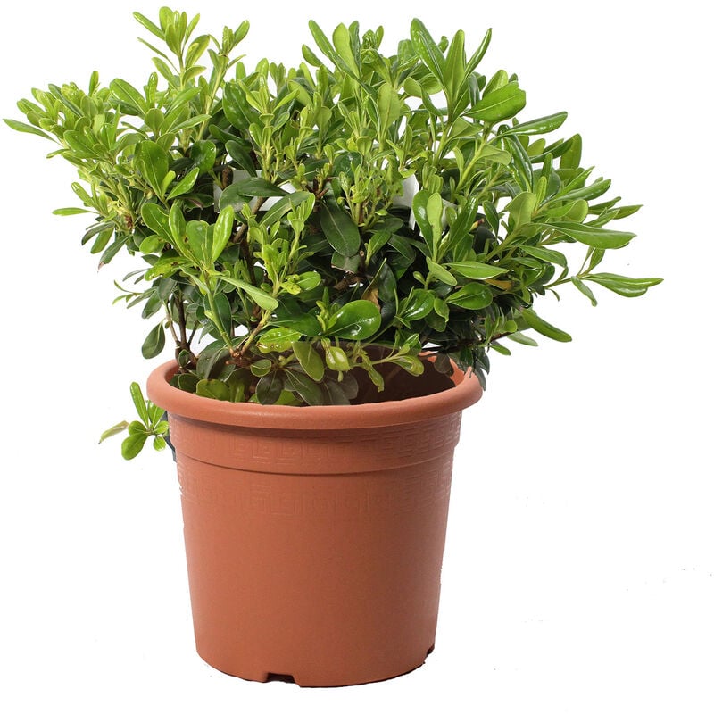 foto del prodotto kentis pittosporum tobira nanum pitosforo nano piante vere da siepe da giardino h 40 50 cm vaso 24 cm