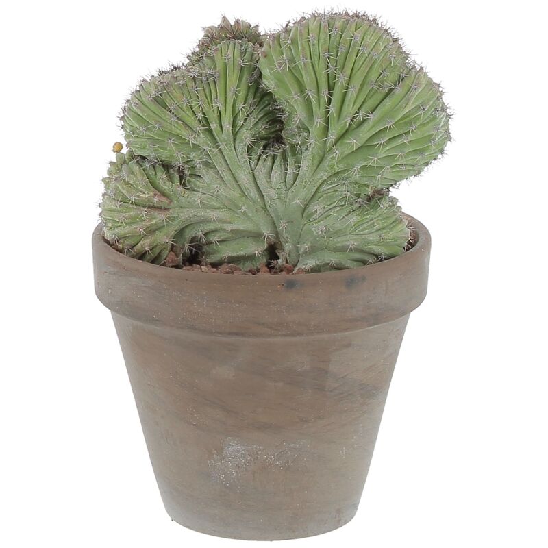 foto del prodotto kentis polaskia chichipe crestata cactus pianta grassa vera h 20 30 cm e vaso in terracotta 14 cm
