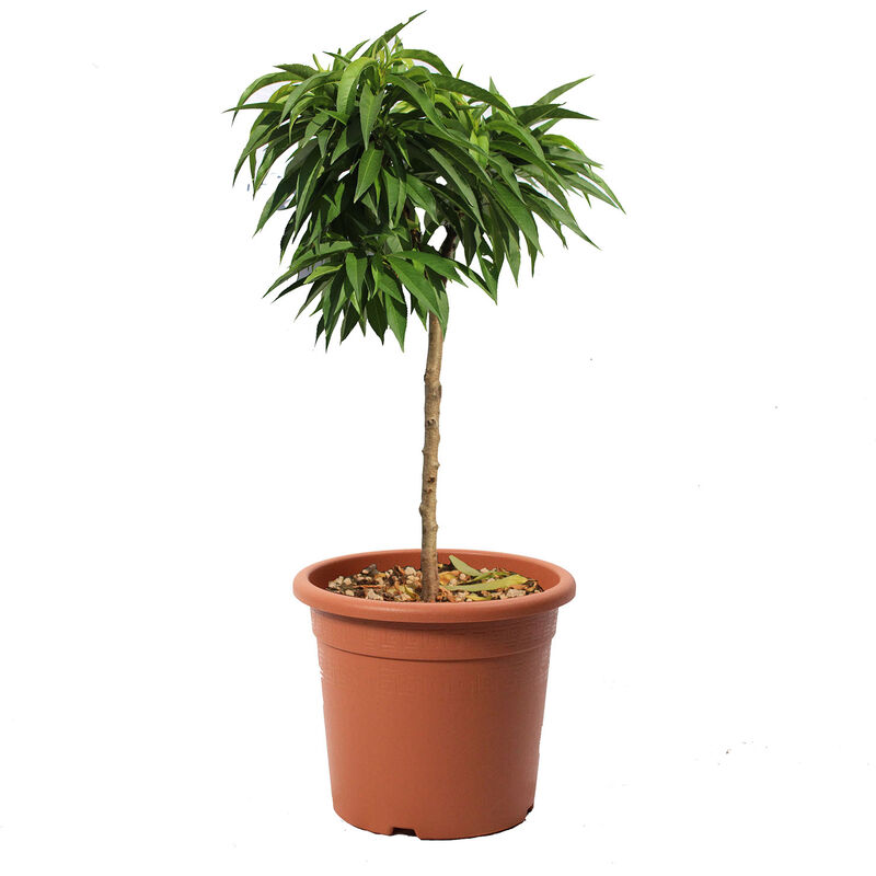foto del prodotto kentis prunus persica pesco nano pianta da frutto da giardino vaso 24 cm