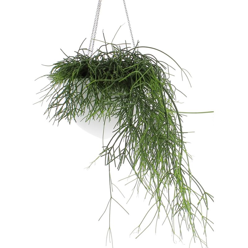 foto del prodotto kentis rhipsalis baccifera oasis con vaso in ceramica piante pendenti vere da interno pianta da appartamento vaso 17 cm