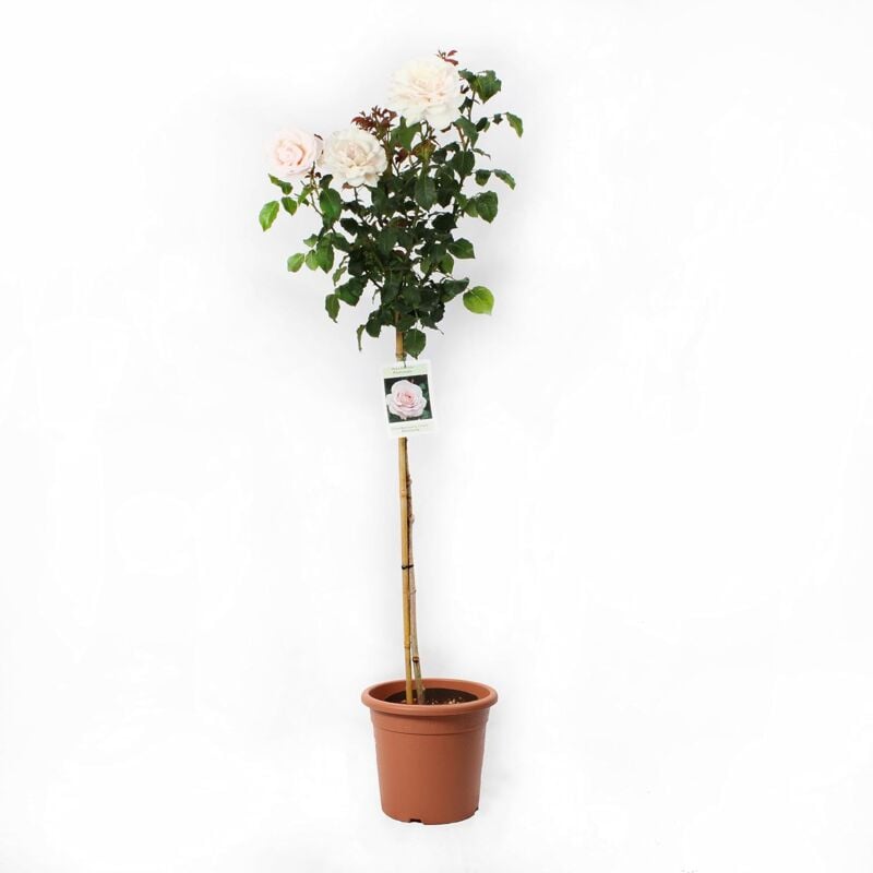foto del prodotto kentis rose profumate rosa madreperla chiaro alberello piante vere fiorite da esterno rose vere in vaso pianta decorativa da giardino h