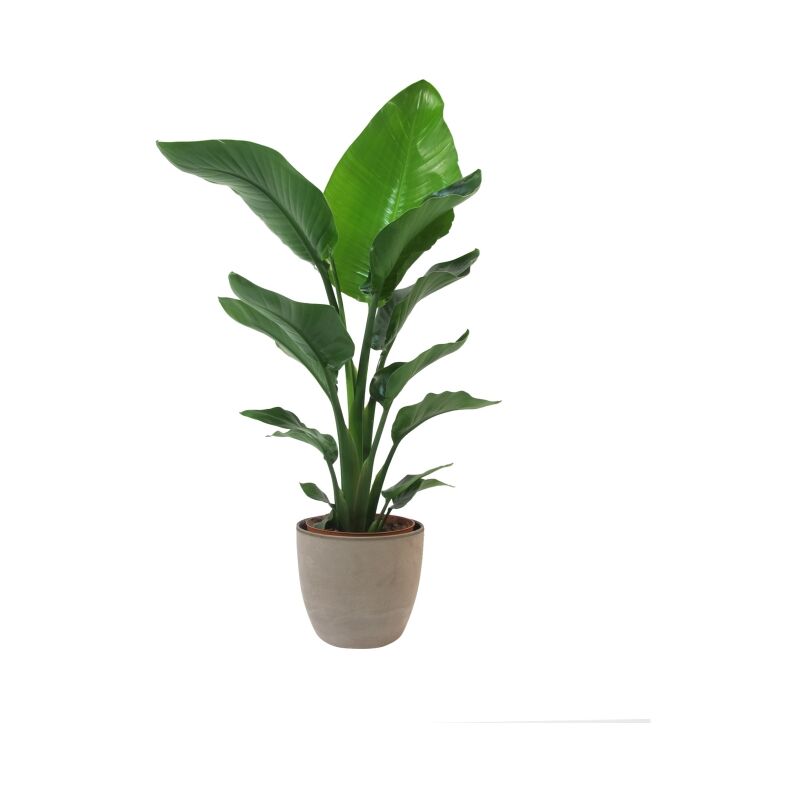 foto del prodotto kentis strelitzia nicolai con vaso in ceramica earth uccello del paradiso pianta vera da interno h 75 90 cm vaso 19 cm