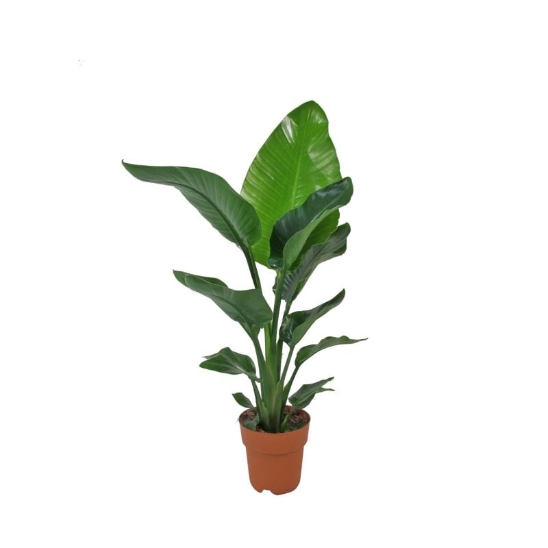 foto del prodotto kentis strelitzia nicolai uccello del paradiso pianta vera da interno h 75 90 cm vaso 19 cm