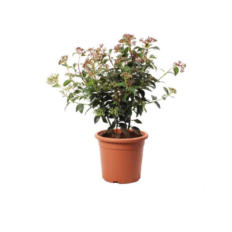 foto del prodotto kentis viburnum tinus eve price pianta di viburno piante vere da esterno sempreverdi resistenti pianta da siepe h 40 50 cm vaso 18 cm