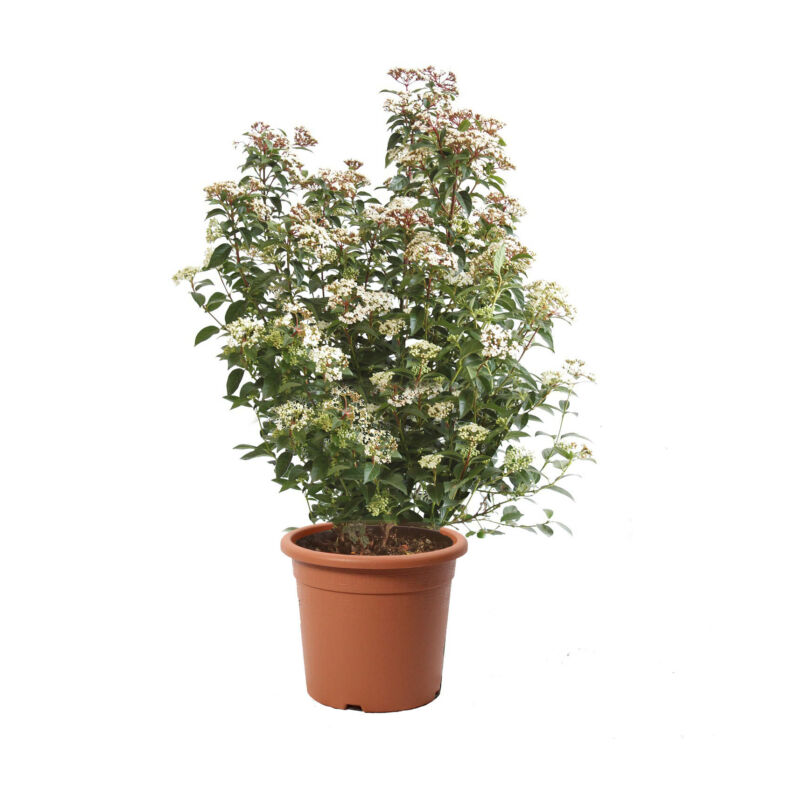 foto del prodotto kentis viburnum tinus eve price pianta di viburno piante vere da esterno sempreverdi resistenti pianta da siepe h 60 80 vaso 24 cm