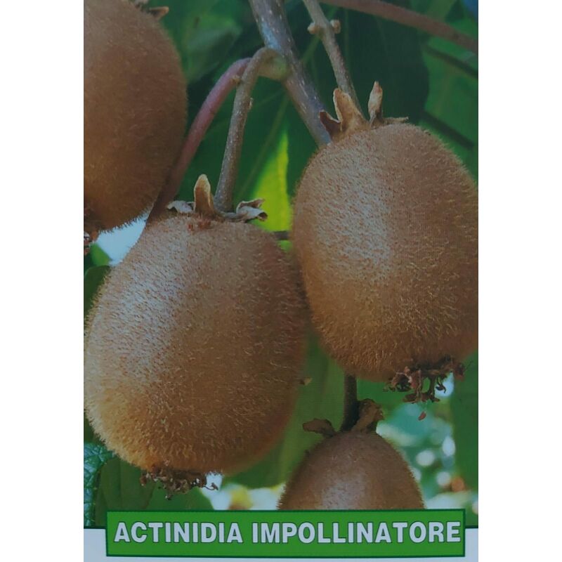 foto del prodotto kiwi actinidia impollinatore pianta di 3 anni