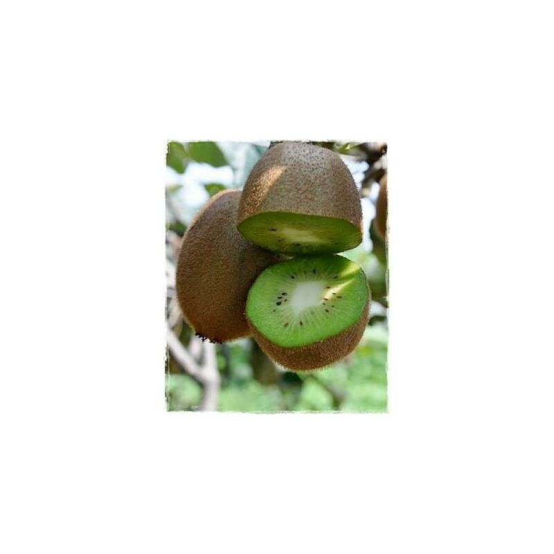 foto del prodotto kiwi femmina actinidia hayward pianta di 3 anni 