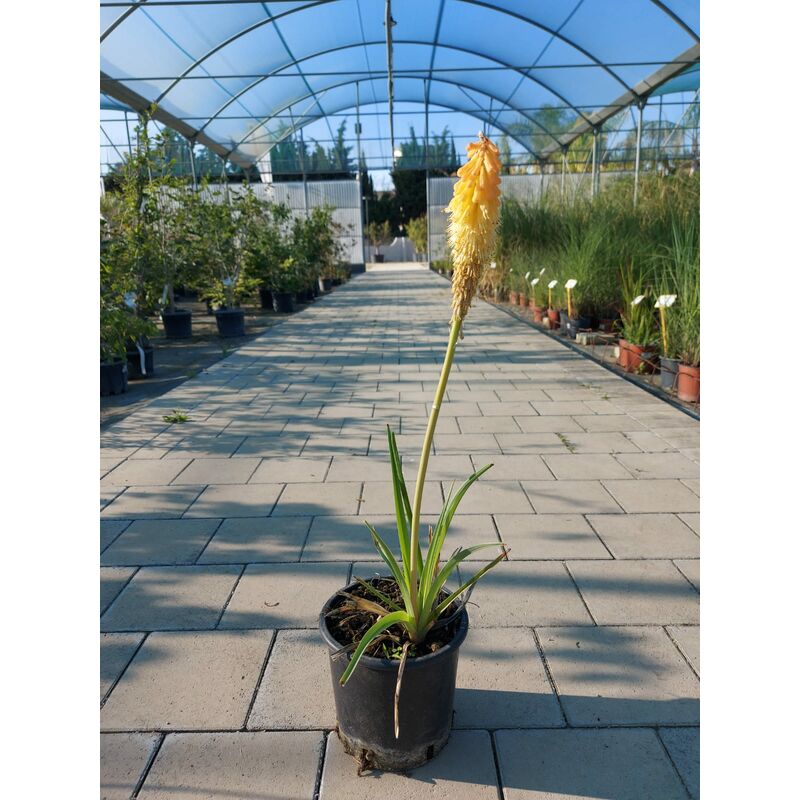 foto del prodotto kniphofia uvaria