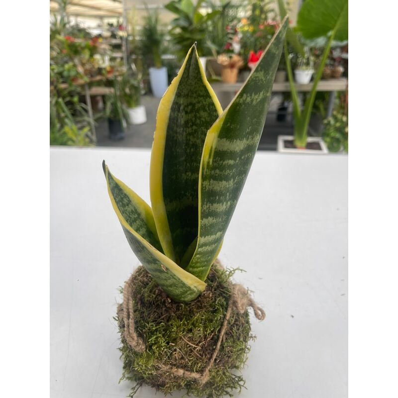 foto del prodotto kokedama di sanseviera