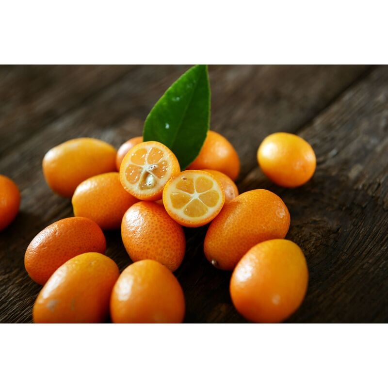 foto del prodotto kumquat pianta di 3 anni