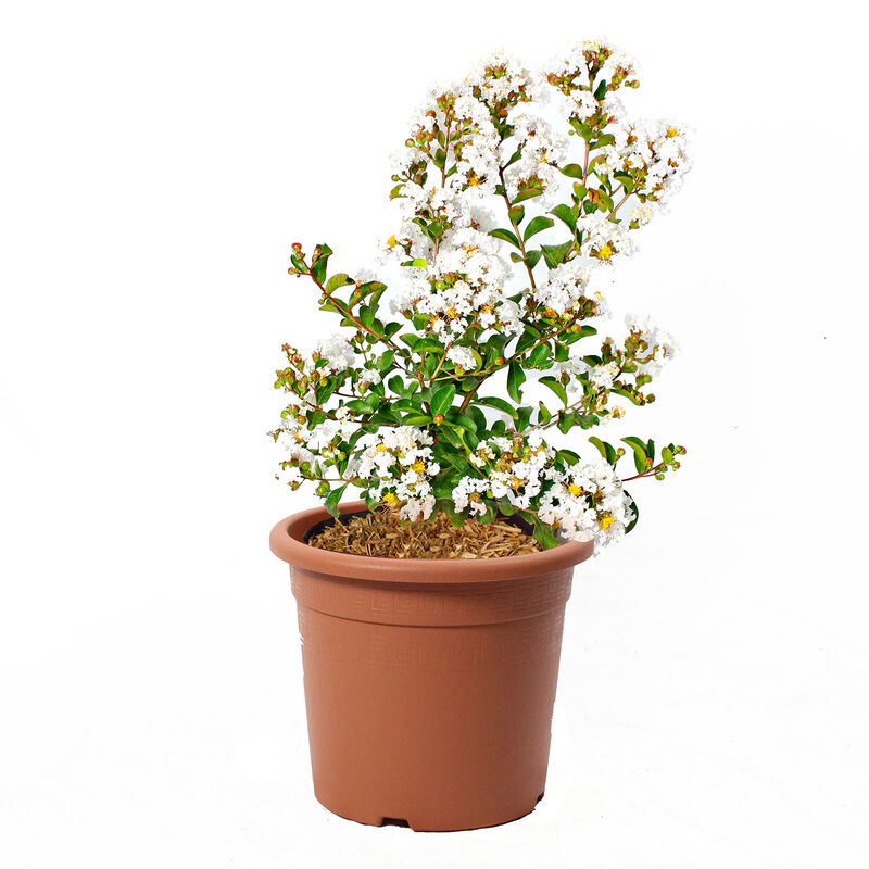 foto del prodotto lagestroemia indica bianca piante da esterno vere fiorite h 60 80 cm vaso 24 cm