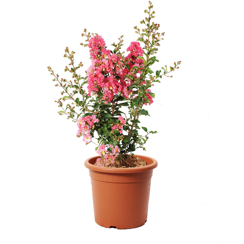 foto del prodotto lagestroemia indica rosa piante da esterno vere fiorite h 60 80 cm vaso 24 cm