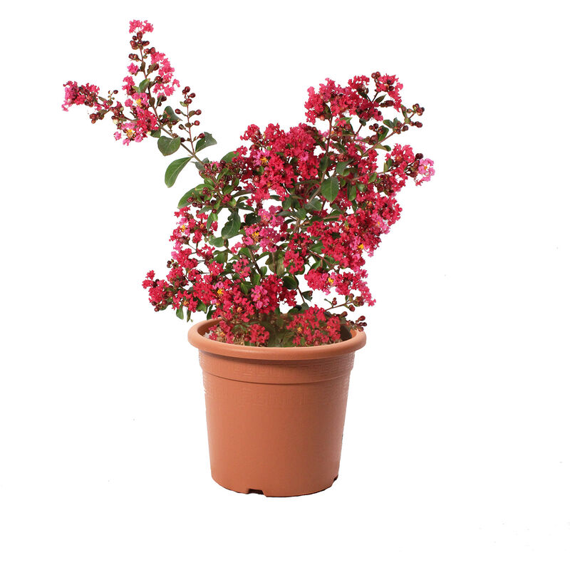 foto del prodotto lagestroemia indica rossa piante da esterno vere fiorite h 60 80 cm vaso 24 cm