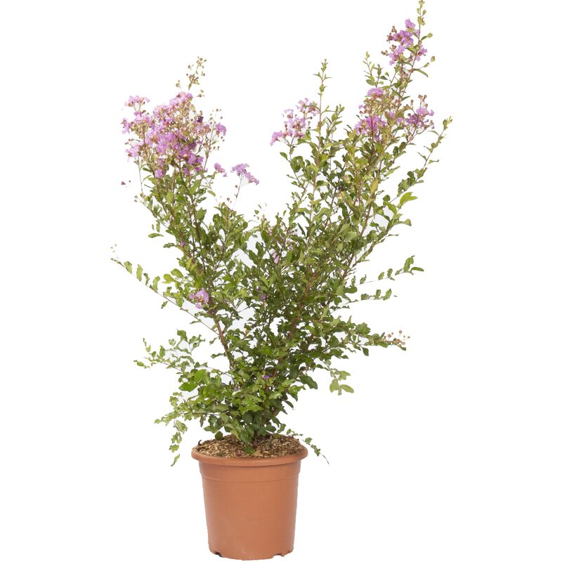 foto del prodotto lagestroemia indica viola piante da esterno vere fiorite h 60 80 cm vaso 24 cm