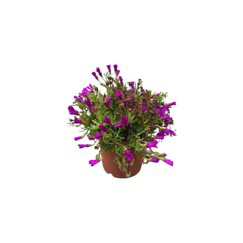 foto del prodotto lampranthus