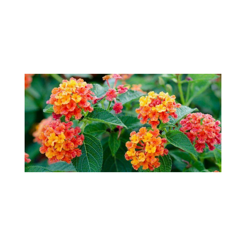 foto del prodotto lantana camara vaso 18cm