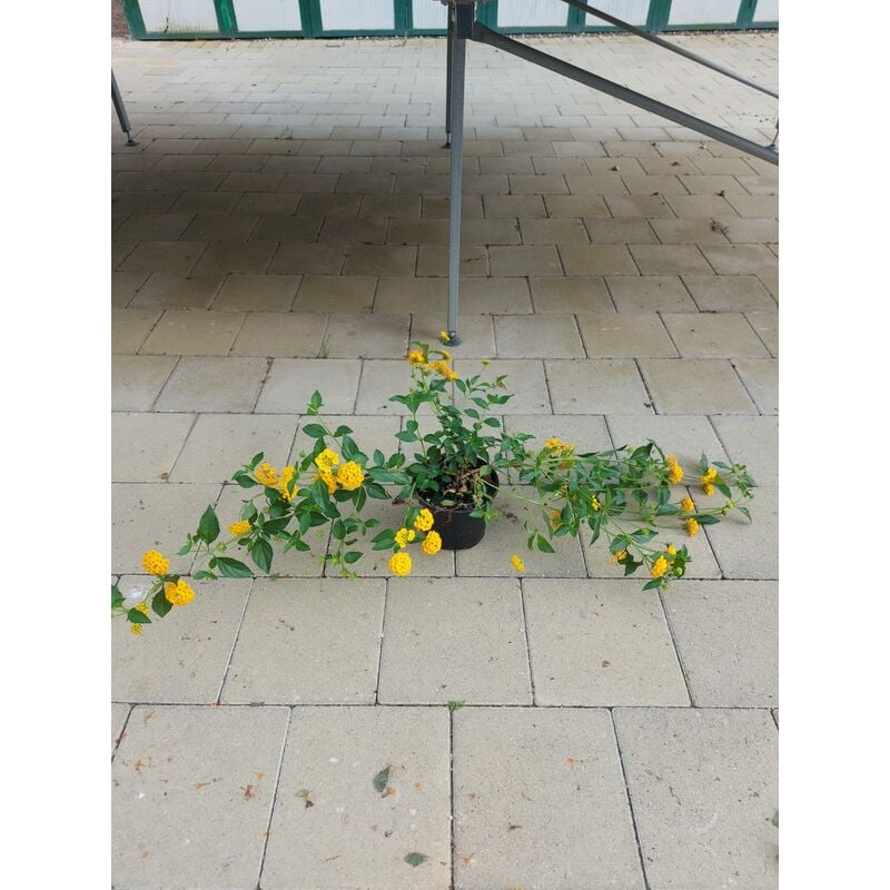 foto del prodotto lantana sellowana gialla
