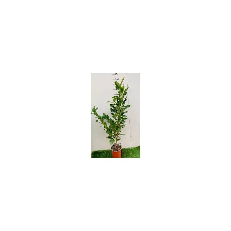 foto del prodotto lauro lauroceraso prunus laurocerasus vaso 18cm h 120cm