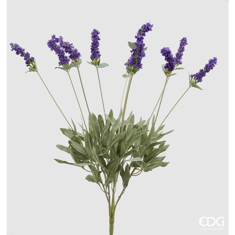 foto del prodotto lavanda cespuglio lavanda x 10 h 52 edg