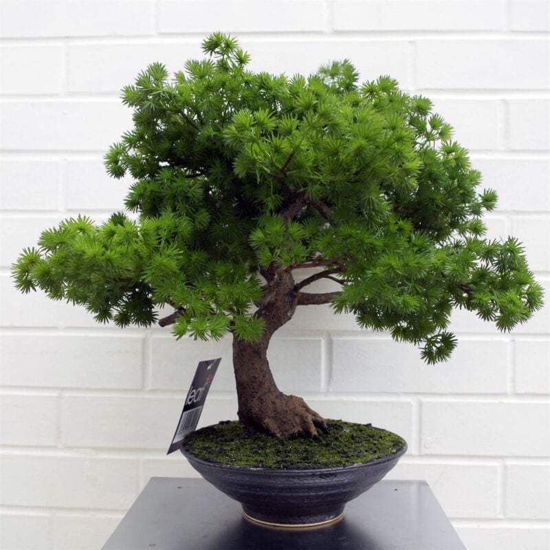 foto del prodotto leaf artificiale, bonsai di pino, 50 cm
