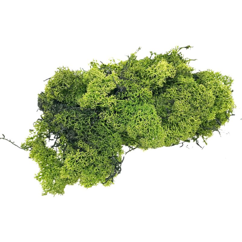 foto del prodotto lichene verde muschio nordico per presepe in busta da 100 gr 86598